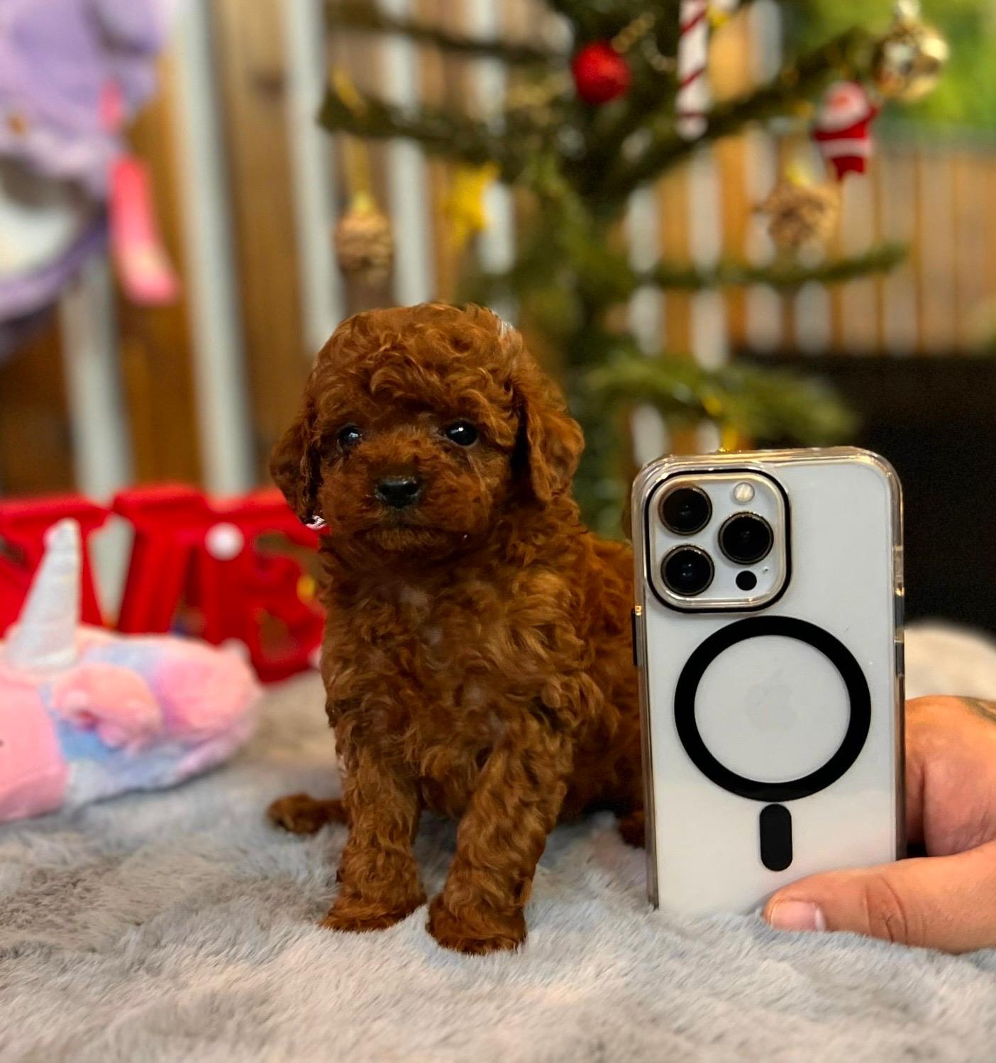 Ailesini bekleyen Toy Poodle Yavrularımız